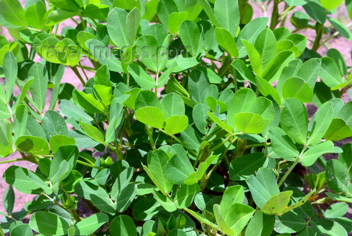 gambia119: Amdallai, North Bank division, Gambia: cash crop - peanut plantation -  annual herbaceous plant  - photo by M.Torres - (c) Travel-Images.com - Stock Photography agency - Image Bank