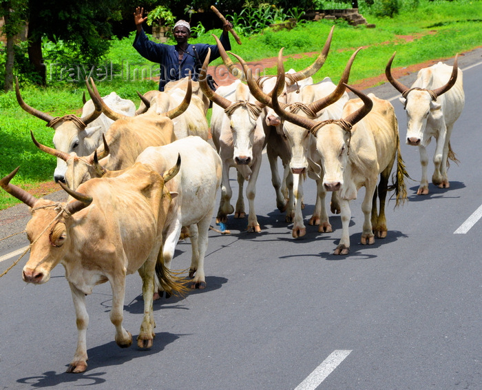 gambia120: Lewna, North Bank division, Gambia: a herder takes his longhorn cattle along the road - photo by M.Torres - (c) Travel-Images.com - Stock Photography agency - Image Bank