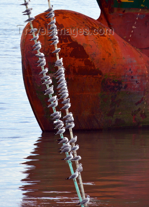 gambia34: Banjul, The Gambia: port of Banjul - seagulls perched on a ship's mooring lines - ship's hull forepeak / bulbous bow - photo by M.Torres - (c) Travel-Images.com - Stock Photography agency - Image Bank