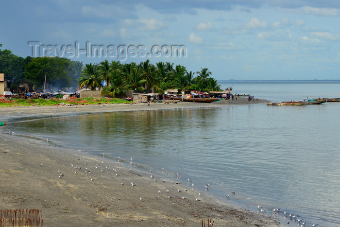 gambia35: Banjul, The Gambia: beach used by birds and fishermen - traditional wooden fishing boats - cove on the River Gambia estuary - photo by M.Torres - (c) Travel-Images.com - Stock Photography agency - Image Bank