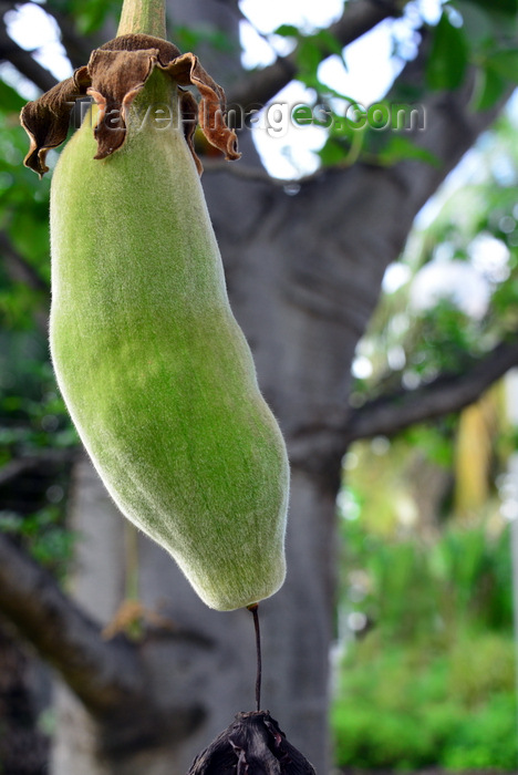 gambia61: Banjul, Gambia: Baobab fruit hanging from the tree, which is seen in the background - African baobab - Adansonia digitata - photo by M.Torres - (c) Travel-Images.com - Stock Photography agency - Image Bank