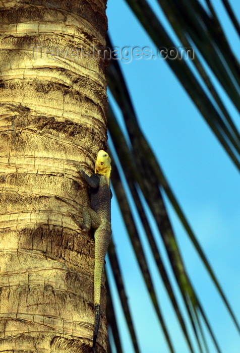 gambia65: Banjul, The Gambia: common agama lizard on a coconut tree trunk aka rainbow agama (Agama agama) - photo by M.Torres - (c) Travel-Images.com - Stock Photography agency - Image Bank