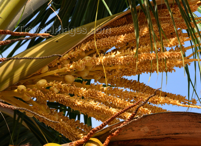 gambia66: Banjul, The Gambia: Coconut tree flower (Cocos nucifera) - female and male flowers share the same inflorescence- monoecious / polygamomonoecious tree - photo by M.Torres - (c) Travel-Images.com - Stock Photography agency - Image Bank