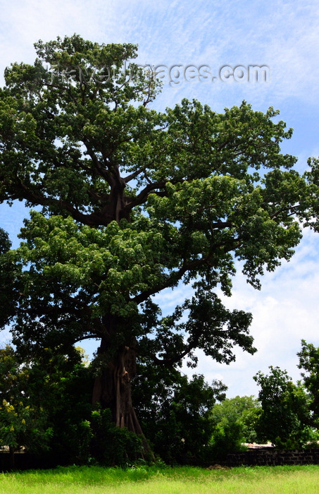 gambia85: Albreda, Gambia: large silk cotton tree or kapok - Ceiba pentandra - photo by M.Torres - (c) Travel-Images.com - Stock Photography agency - Image Bank