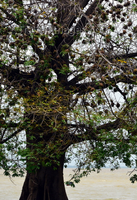 gambia88: Albreda, Gambia: weaverbird nests on a large silk cotton tree or kapok - large bird colony - Ceiba pentandra - photo by M.Torres - (c) Travel-Images.com - Stock Photography agency - Image Bank