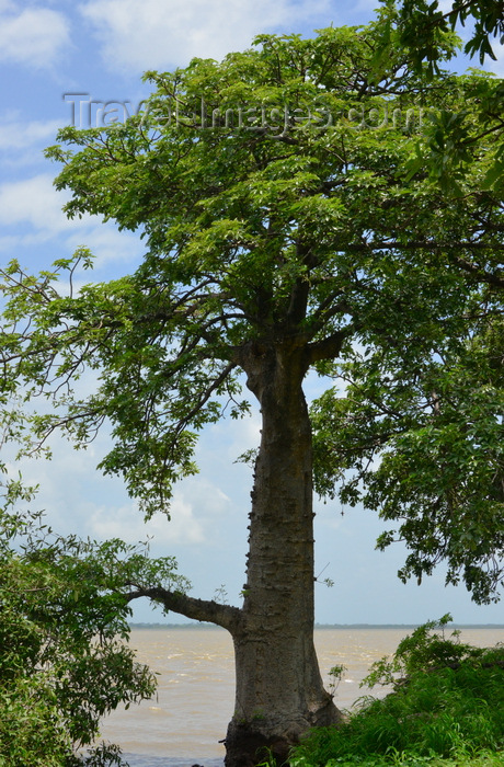 gambia95: James Island / Kunta Kinteh island, The Gambia: baobab by the water - Adansonia digitata and River Gambia - UNESCO world heritage site - photo by M.Torres - (c) Travel-Images.com - Stock Photography agency - Image Bank