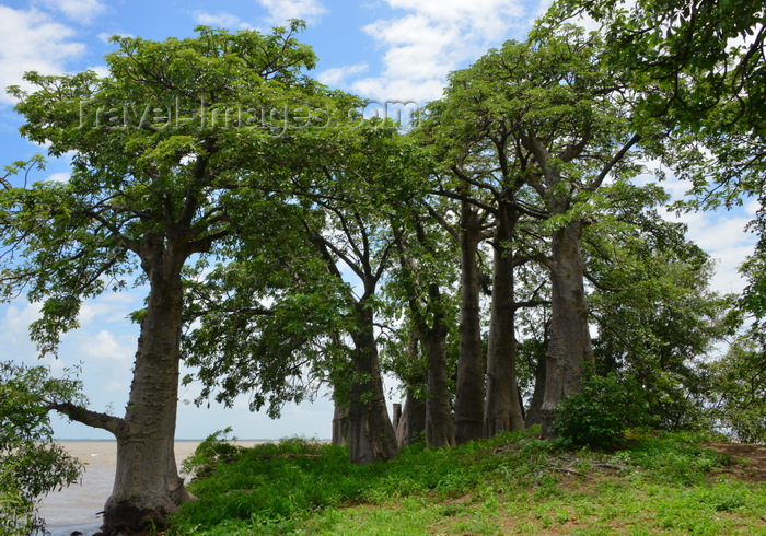 gambia96: James Island / Kunta Kinteh island, The Gambia: baobab forest by the river Gambia - photo by M.Torres - (c) Travel-Images.com - Stock Photography agency - Image Bank