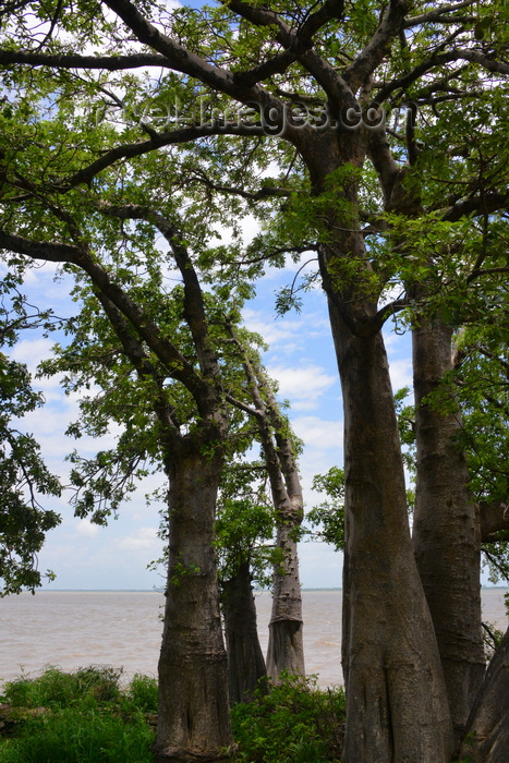 gambia97: James Island / Kunta Kinteh island, The Gambia: baobab trees and the River Gambia on the horizon - photo by M.Torres - (c) Travel-Images.com - Stock Photography agency - Image Bank