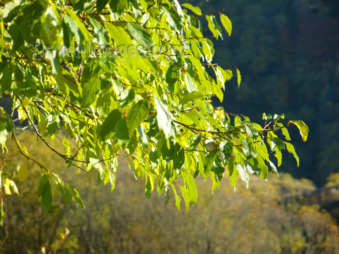 georgia155: Borjomi-Kharagauli National Park, Samtskhe-Javakheti region, Georgia: leaves - nature - photo by N.Mahmudova - (c) Travel-Images.com - Stock Photography agency - Image Bank