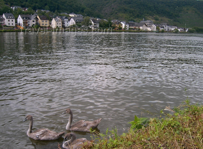 germany221: Germany / Deutschland / Allemagne - Cochem (Rhineland-Palatinate / Rheinland-Pfalz): swans on the Mosel river - water - birds - ciznes - photo by Efi Keren - (c) Travel-Images.com - Stock Photography agency - Image Bank