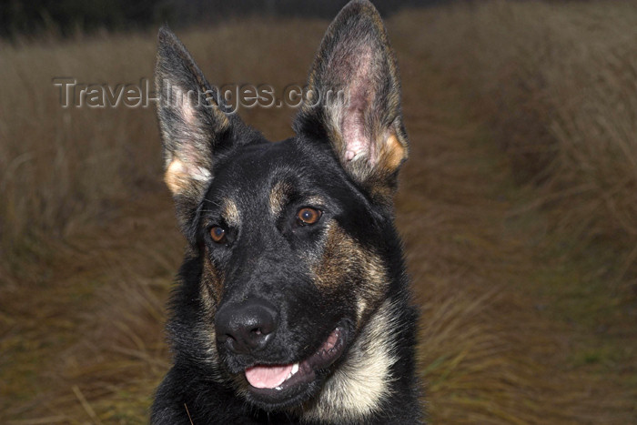 germany263: Germany - Berlin: German Shepherd Dog / Alsatian or Schäfer hund - Säugetier,Schäferhund,shepherd,Tier,Vierbeiner - photo by W.Schmidt - (c) Travel-Images.com - Stock Photography agency - Image Bank