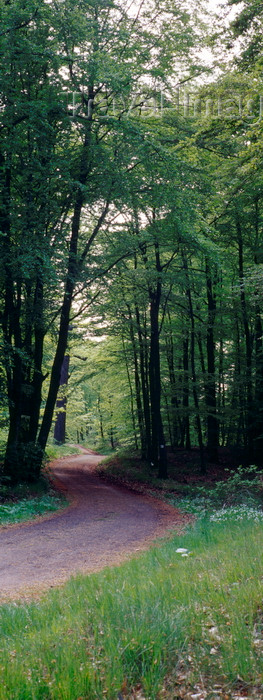 germany368: Eisenach, Thuringia, Germany: road in the forest near Wartburg Castle - Thuringian Forest - photo by A.Harries - (c) Travel-Images.com - Stock Photography agency - Image Bank