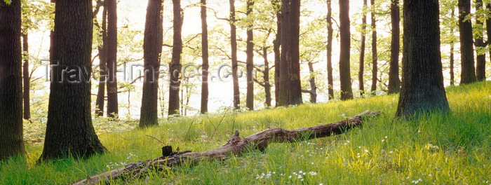 germany371: Eisenach, Thuringia, Germany: backlit tree trunks in the forest near Wartburg Castle - Thuringian Forest - photo by A.Harries - (c) Travel-Images.com - Stock Photography agency - Image Bank