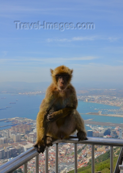 gibraltar52: Gibraltar: Barbary macaque - the town and the bay of Algeciras in the background - Macaca sylvanus - photo by M.Torres - (c) Travel-Images.com - Stock Photography agency - Image Bank