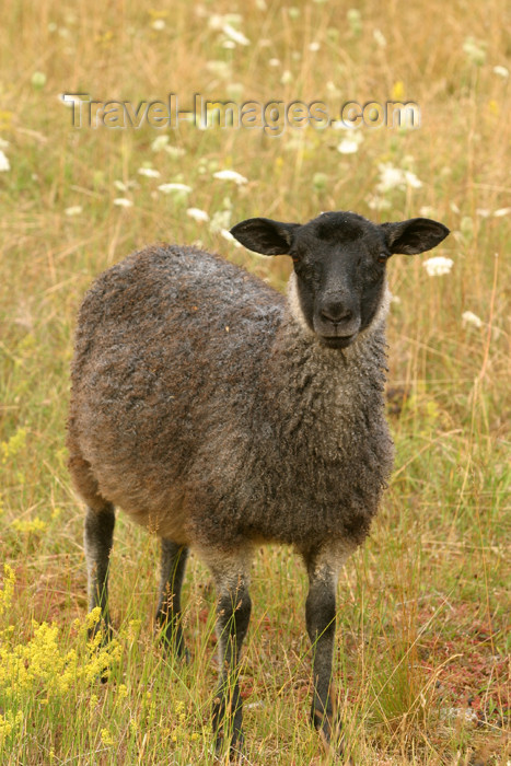 gotland46: Sweden - Gotland island / Gotlands län - Gotland sheep - Gotlandsfar or Pälsfar - local breed - photo by C.Schmidt - (c) Travel-Images.com - Stock Photography agency - Image Bank