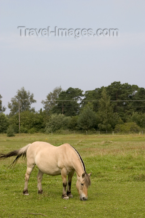 gotland6: Sweden - Gotland island / Gotlands län - Lojsta moor: Gotland pony, Skogsbagge or Russ in Gutnish - photo by C.Schmidt - (c) Travel-Images.com - Stock Photography agency - Image Bank