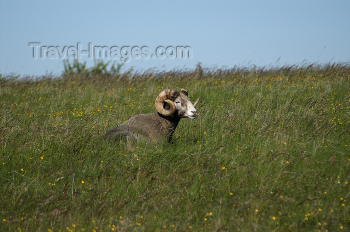 gotland67: Fårö island, Gotland, Sweden: ram - photo by A.Ferrari - (c) Travel-Images.com - Stock Photography agency - Image Bank