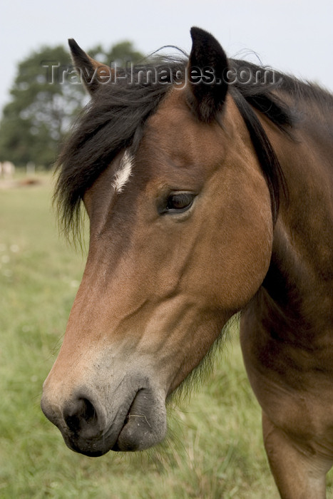 gotland7: Sweden - Gotland island / Gotlands län - Lojsta moor: Gotland pony - head - photo by C.Schmidt - (c) Travel-Images.com - Stock Photography agency - Image Bank