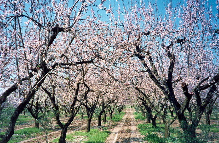 greece102: Greece - Platanos (Thessalia): blossoming almond orchard (photo by Miguel Torres) - (c) Travel-Images.com - Stock Photography agency - Image Bank