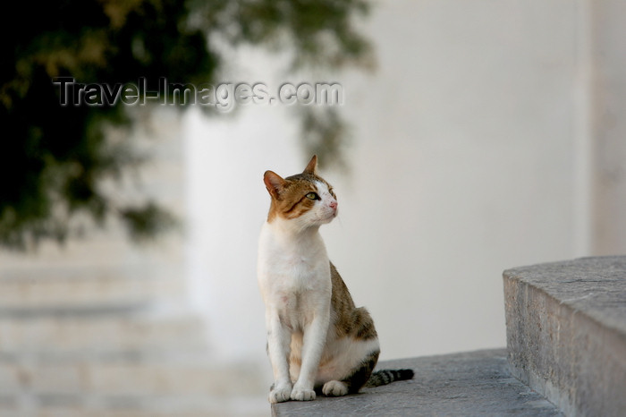 greece436: Greek islands - Dodecanes archipelago - Symi island - Panormitis - attentive cat - photo by A.Stepanenko - (c) Travel-Images.com - Stock Photography agency - Image Bank