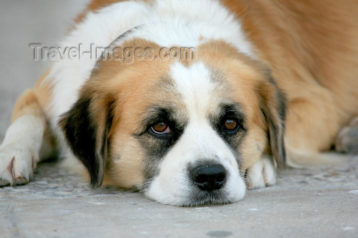 greece443: Greek islands - Dodecanes archipelago - Symi island - Panormitis lazy - dog - photo by A.Stepanenko - (c) Travel-Images.com - Stock Photography agency - Image Bank