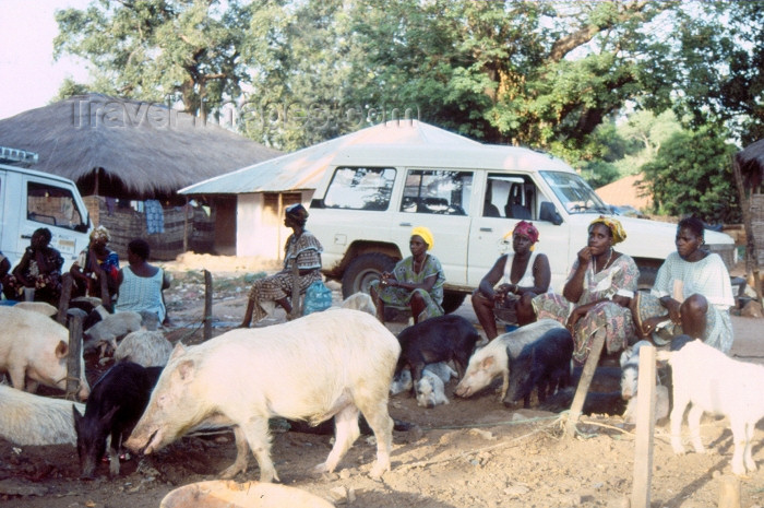 guinea-bissau1: Guinea Bissau / Guiné Bissau - Bula: pigs in town / porcos na vila (foto de / photo by Dolores CM) - (c) Travel-Images.com - Stock Photography agency - Image Bank