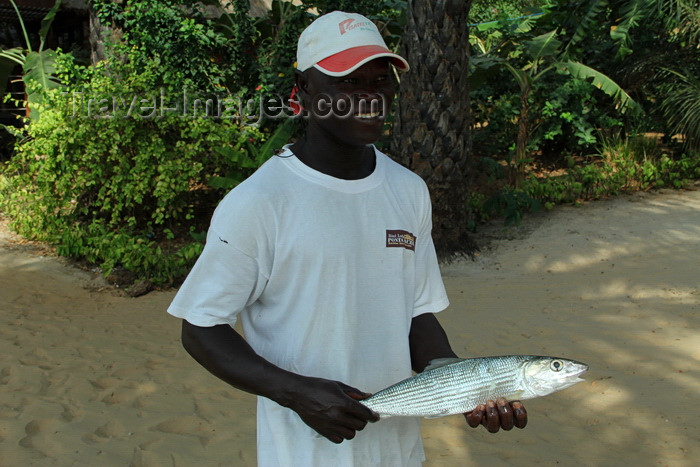 guinea-bissau120: Rubane Island, Bijagós Archipelago - UNESCO biosphere reserve, Bubaque sector, Bolama region, Guinea Bissau / Guiné Bissau: Hotel Punta Anchaca - an employee displays a freshly caught fish / Hotel Punta Anchaca, empregado a mostrar o peixe pescado - photo by R.V.Lopes - (c) Travel-Images.com - Stock Photography agency - Image Bank