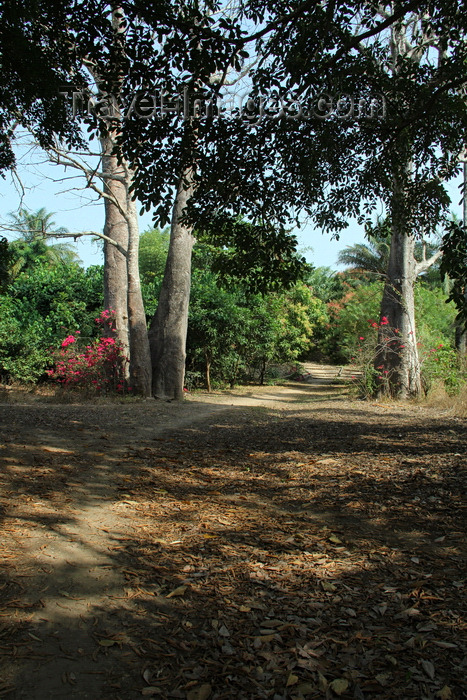 guinea-bissau122: Rubane Island, Bijagós Archipelago - UNESCO biosphere reserve, Bubaque sector, Bolama region, Guinea Bissau / Guiné Bissau: dirt road with baobab trees / embondeiros ao longo de uma estrada de terra - photo by R.V.Lopes - (c) Travel-Images.com - Stock Photography agency - Image Bank