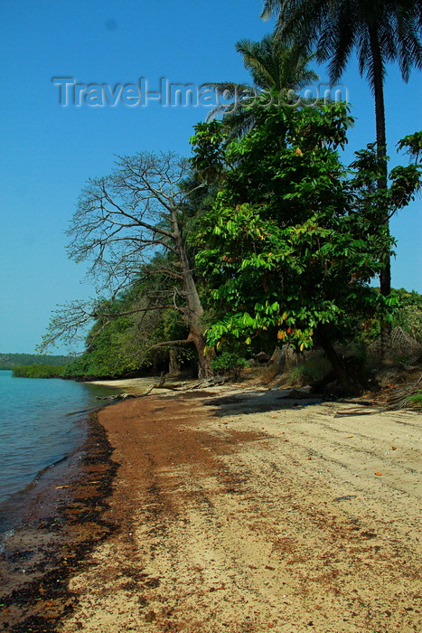 guinea-bissau125: Rubane Island, Bijagós Archipelago - UNESCO biosphere reserve, Bubaque sector, Bolama region, Guinea Bissau / Guiné Bissau: deserted beach with a baobab tree / praia deserta com um embondeiro - photo by R.V.Lopes - (c) Travel-Images.com - Stock Photography agency - Image Bank