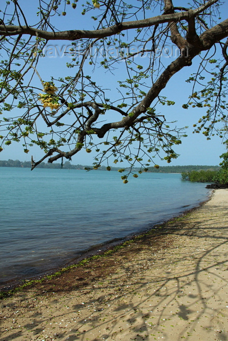 guinea-bissau126: Rubane Island, Bijagós Archipelago - UNESCO biosphere reserve, Bubaque sector, Bolama region, Guinea Bissau / Guiné Bissau: deserted beach - tree branches and their shadow / praia deserta - photo by R.V.Lopes - (c) Travel-Images.com - Stock Photography agency - Image Bank