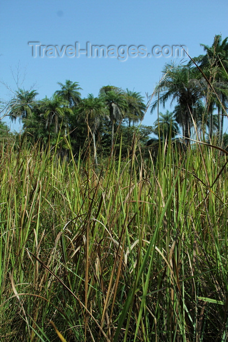 guinea-bissau128: Rubane Island, Bijagós Archipelago - UNESCO biosphere reserve, Bubaque sector, Bolama region, Guinea Bissau / Guiné Bissau: tall grass and palms / floresta, palmeiras - photo by R.V.Lopes - (c) Travel-Images.com - Stock Photography agency - Image Bank