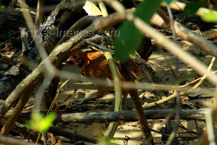 guinea-bissau129: Rubane Island, Bijagós Archipelago - UNESCO biosphere reserve, Bubaque sector, Bolama region, Guinea Bissau / Guiné Bissau: jungle, chicken / floresta, galinha - photo by R.V.Lopes - (c) Travel-Images.com - Stock Photography agency - Image Bank