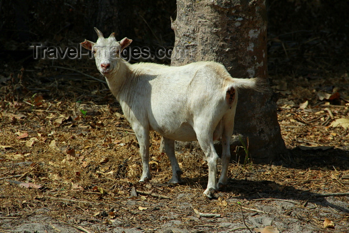 guinea-bissau131: Rubane Island, Bijagós Archipelago - UNESCO biosphere reserve, Bubaque sector, Bolama region, Guinea Bissau / Guiné Bissau: jungle, goat / floresta, cabra - photo by R.V.Lopes - (c) Travel-Images.com - Stock Photography agency - Image Bank