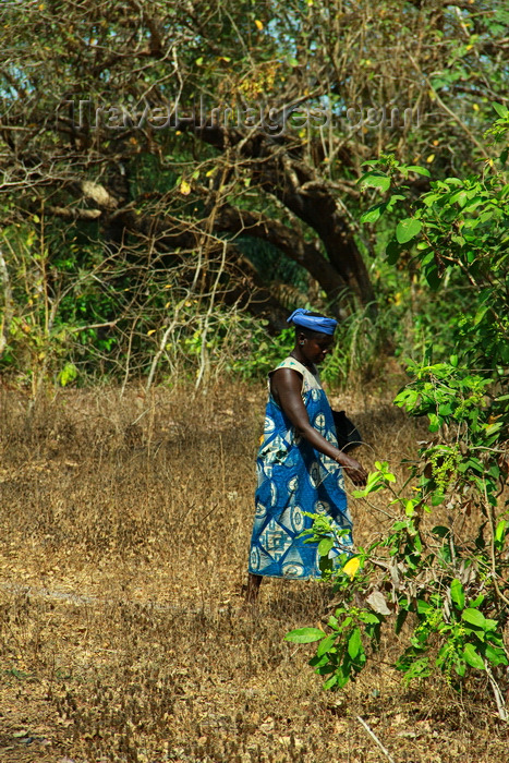 guinea-bissau132: Rubane Island, Bijagós Archipelago - UNESCO biosphere reserve, Bubaque sector, Bolama region, Guinea Bissau / Guiné Bissau: jungle, woman / floresta, mulher - photo by R.V.Lopes - (c) Travel-Images.com - Stock Photography agency - Image Bank