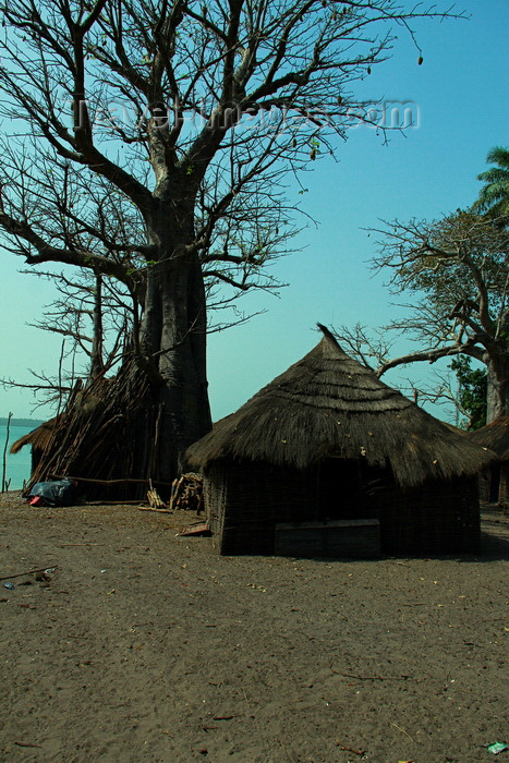 guinea-bissau135: Rubane Island, Bijagós Archipelago - UNESCO biosphere reserve, Bubaque sector, Bolama region, Guinea Bissau / Guiné Bissau: village scene - wooden huts with thatched roofs, baobabs / aldeia com embondeiros, cubatas de madeira e palha, vida quotidiana - photo by R.V.Lopes - (c) Travel-Images.com - Stock Photography agency - Image Bank