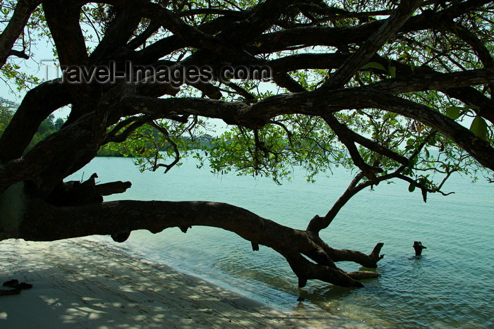 guinea-bissau140: Rubane Island, Bijagós Archipelago - UNESCO biosphere reserve, Bubaque sector, Bolama region, Guinea Bissau / Guiné Bissau: beach with tree dropping into the water / praia - árvore - photo by R.V.Lopes - (c) Travel-Images.com - Stock Photography agency - Image Bank