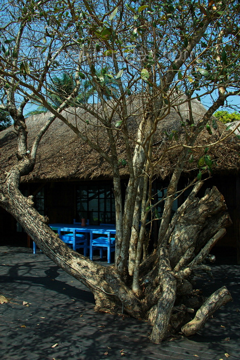 guinea-bissau145: Rubane Island, Bijagós Archipelago - UNESCO biosphere reserve, Bubaque sector, Bolama region, Guinea Bissau / Guiné Bissau: Hotel Punta Anchaca, bungalow, tree / Hotel Punta Anchaca, bungalow, árvore - photo by R.V.Lopes - (c) Travel-Images.com - Stock Photography agency - Image Bank