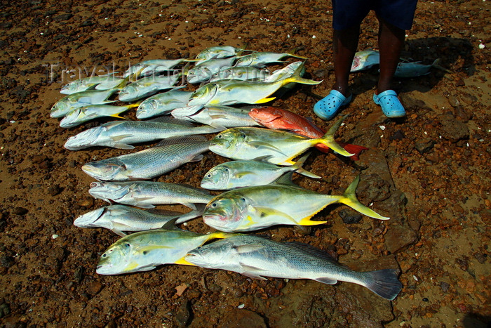 guinea-bissau151: Rubane Island, Bijagós Archipelago - UNESCO biosphere reserve, Bubaque sector, Bolama region, Guinea Bissau / Guiné Bissau: Hotel Punta Anchaca - fish are landed on the beach - crevalle jack, Caranx hippos / Hotel Punta Anchaca, homem, peixe, praia - photo by R.V.Lopes - (c) Travel-Images.com - Stock Photography agency - Image Bank