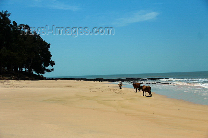 guinea-bissau162: Praia de Varela / Varela beach, Cacheu region, Guinea Bissau / Guiné Bissau: beach view, cows roaming / Paisagem da praia, vacas - photo by R.V.Lopes - (c) Travel-Images.com - Stock Photography agency - Image Bank