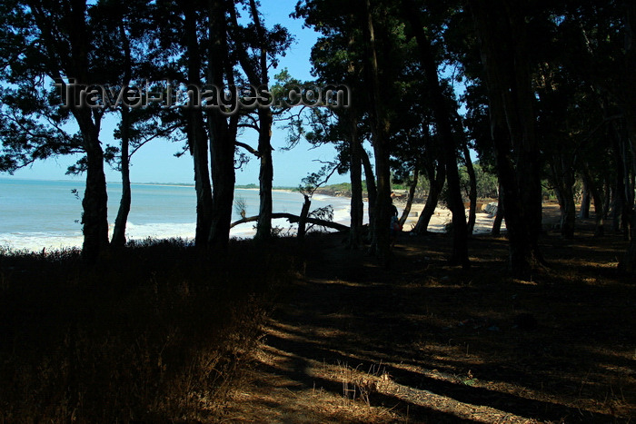 guinea-bissau173: Praia de Varela / Varela beach, Cacheu region, Guinea Bissau / Guiné Bissau: View from the beach between the trees / vista da praia por entre as árvores e as sombras - photo by R.V.Lopes - (c) Travel-Images.com - Stock Photography agency - Image Bank