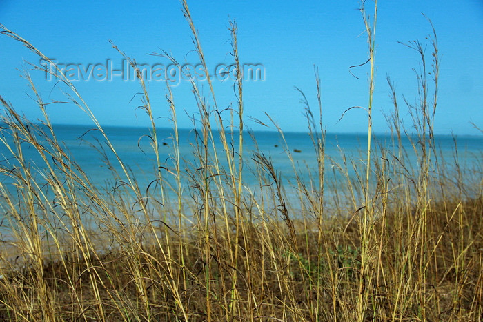 guinea-bissau176: Praia de Varela / Varela beach, Cacheu region, Guinea Bissau / Guiné Bissau: View from the beach - tall grass / paisagem da praia - erva alta - photo by R.V.Lopes - (c) Travel-Images.com - Stock Photography agency - Image Bank