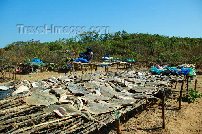 guinea-bissau178: Praia de Varela / Varela beach, Cacheu region, Guinea Bissau / Guiné Bissau: man and platform with drying monkfish / homem na seca do peixe - tamboril - photo by R.V.Lopes - (c) Travel-Images.com - Stock Photography agency - Image Bank