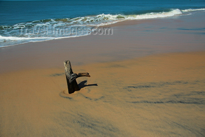 guinea-bissau189: Praia de Varela / Varela beach, Cacheu region, Guinea Bissau / Guiné Bissau: dead trunk beach / paisagem da praia - árvore morta - photo by R.V.Lopes - (c) Travel-Images.com - Stock Photography agency - Image Bank