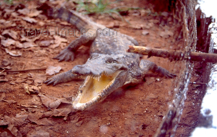 guinea-bissau8: Guinea Bissau / Guiné Bissau - Bula: fierce alligator (foto de / photo by Dolores CM) - (c) Travel-Images.com - Stock Photography agency - Image Bank