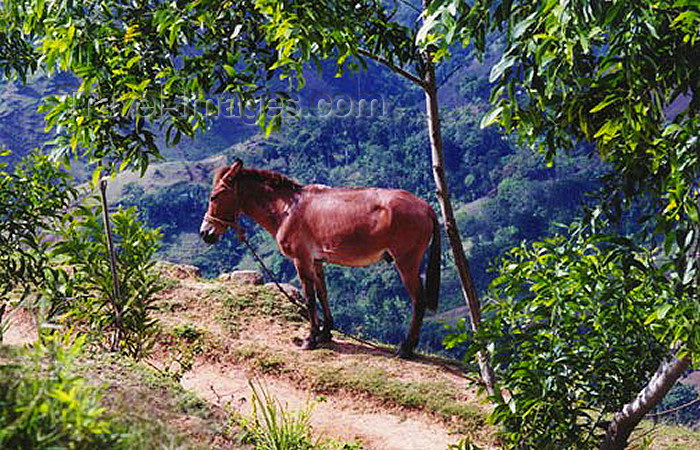 haiti14: Haiti - Fondwa, Ouest Department: local transportation, Hispaniola style - donkey - photo by G.Frysinger - (c) Travel-Images.com - Stock Photography agency - Image Bank