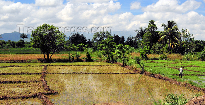 haiti52: Ouanaminthe / Juana Mendez, Nord-Est Department, Haiti: rice paddies - agriculture - photo by M.Torres - (c) Travel-Images.com - Stock Photography agency - Image Bank