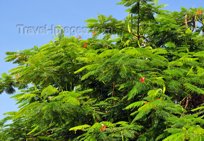 haiti73: Fort-Liberté, Nord-Est Department, Haiti: acacia leaves - photo by M.Torres - (c) Travel-Images.com - Stock Photography agency - Image Bank