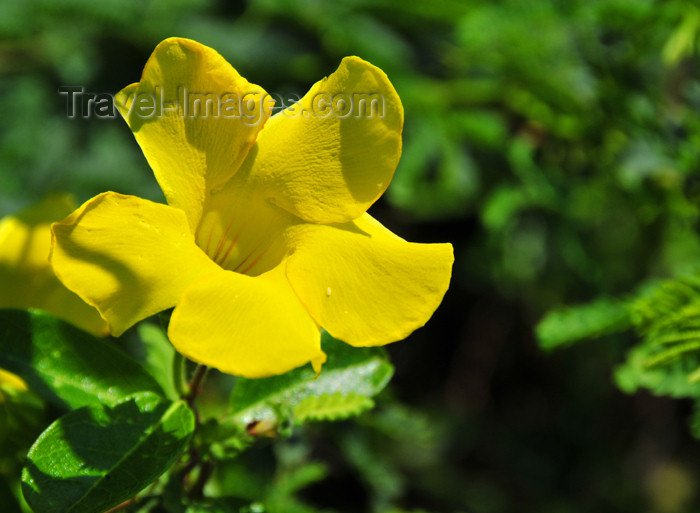 haiti76: Fort-Liberté, Nord-Est Department, Haiti: wild alamanda flower - photo by M.Torres - (c) Travel-Images.com - Stock Photography agency - Image Bank