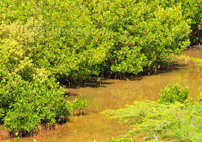 haiti79: Fort-Liberté, Nord-Est Department, Haiti: mangroves along the bay - photo by M.Torres - (c) Travel-Images.com - Stock Photography agency - Image Bank