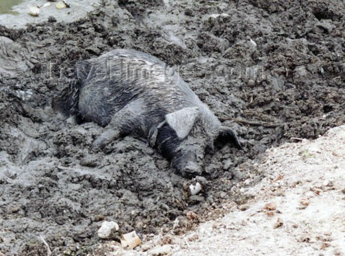 haiti8: Haiti - Cap-Haïtien - countryside: a happy pig - hog in the mud (photo by G.Frysinger) - (c) Travel-Images.com - Stock Photography agency - Image Bank